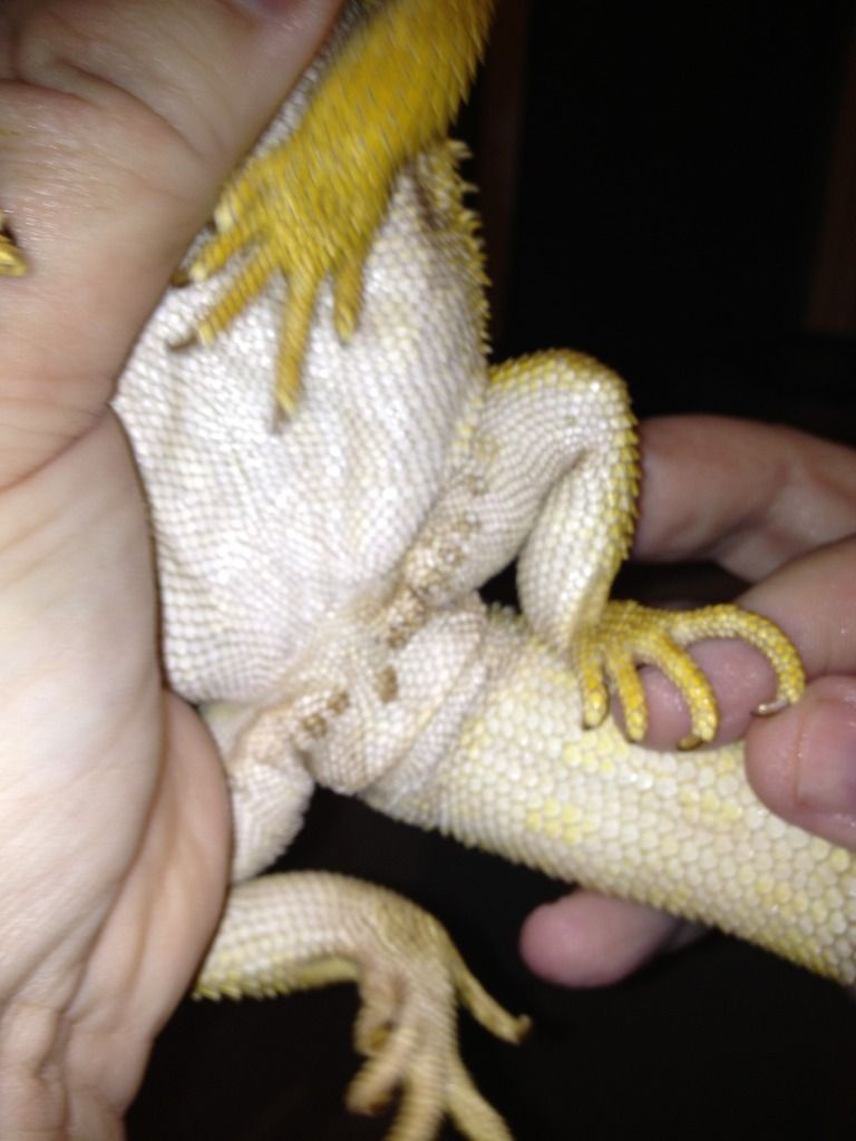 bumps on belly close to vent • Bearded Dragon . org
